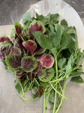 Amaranth Seeds 1000+ Mix, Green and Red Stripe, NON-GMO, Edible (Amaranthus spp.)