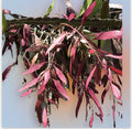 Fresh Cut Pseudorhipsalis Rhipsalis Ramulosa Red Picks - Unique Succulent Plant Cuttings for Propagation and Home Decor