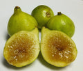 Kadota Fig Plant - Live Rooted Self-Pollinating Potted Plant - Ficus carica - Zones 7-9