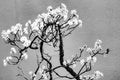Cherry Tree Bonsai Seeds - 20 Pack - Prunus avium - Ideal for Planting and Growing Indoor or Outdoor Bonsai Trees
