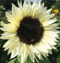 Italian White Sunflower Seeds 50+ Annual Flower Garden for Bees and Birds Helianthus annuus - Free Shipping