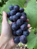 Everest Grape Cuttings - 4 Healthy Cuttings with 2-3 Nodes for Grafting or Rooting - Vitis vinifera