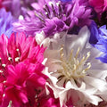 Dwarf Bachelor Button Seeds - Polka Dot Mix - Non-GMO Heirloom - Perfect for 2025 Planting - Centaurea Cyanus