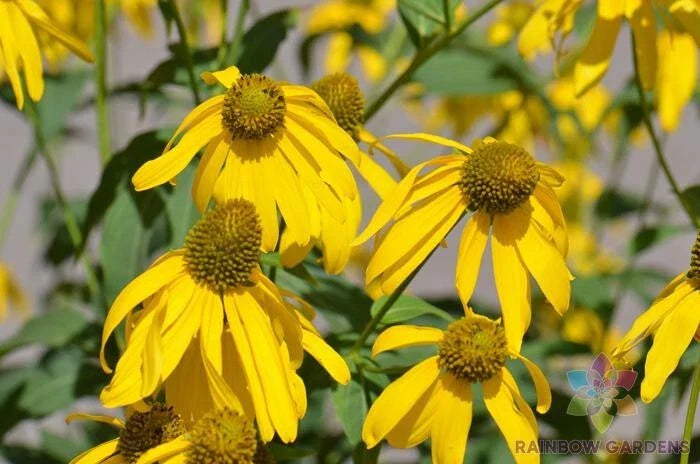 Cutleaf Coneflower Seeds - 200+ Pack, Rudbeckia, Garden Perennial, USA Grown, Easy to Grow