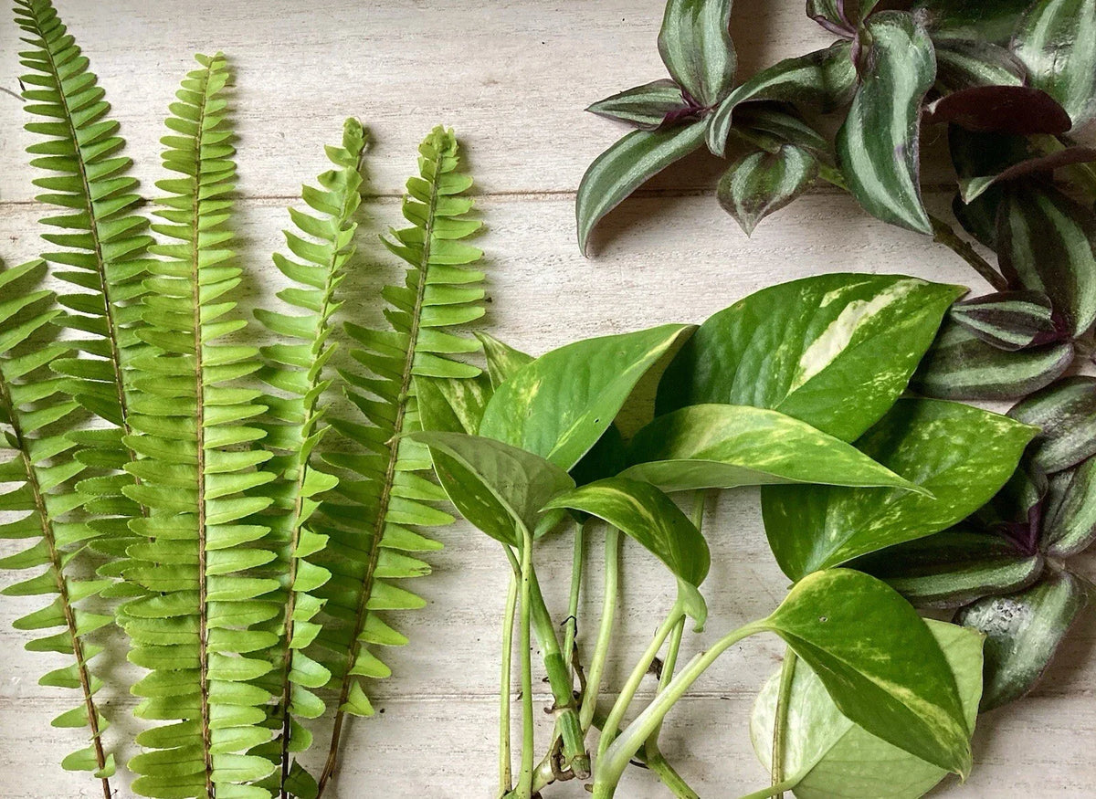 House Plant Variety Pack - 15 Rooted Cuttings - Healthy Indoor Plants - Perfect for Home Decor