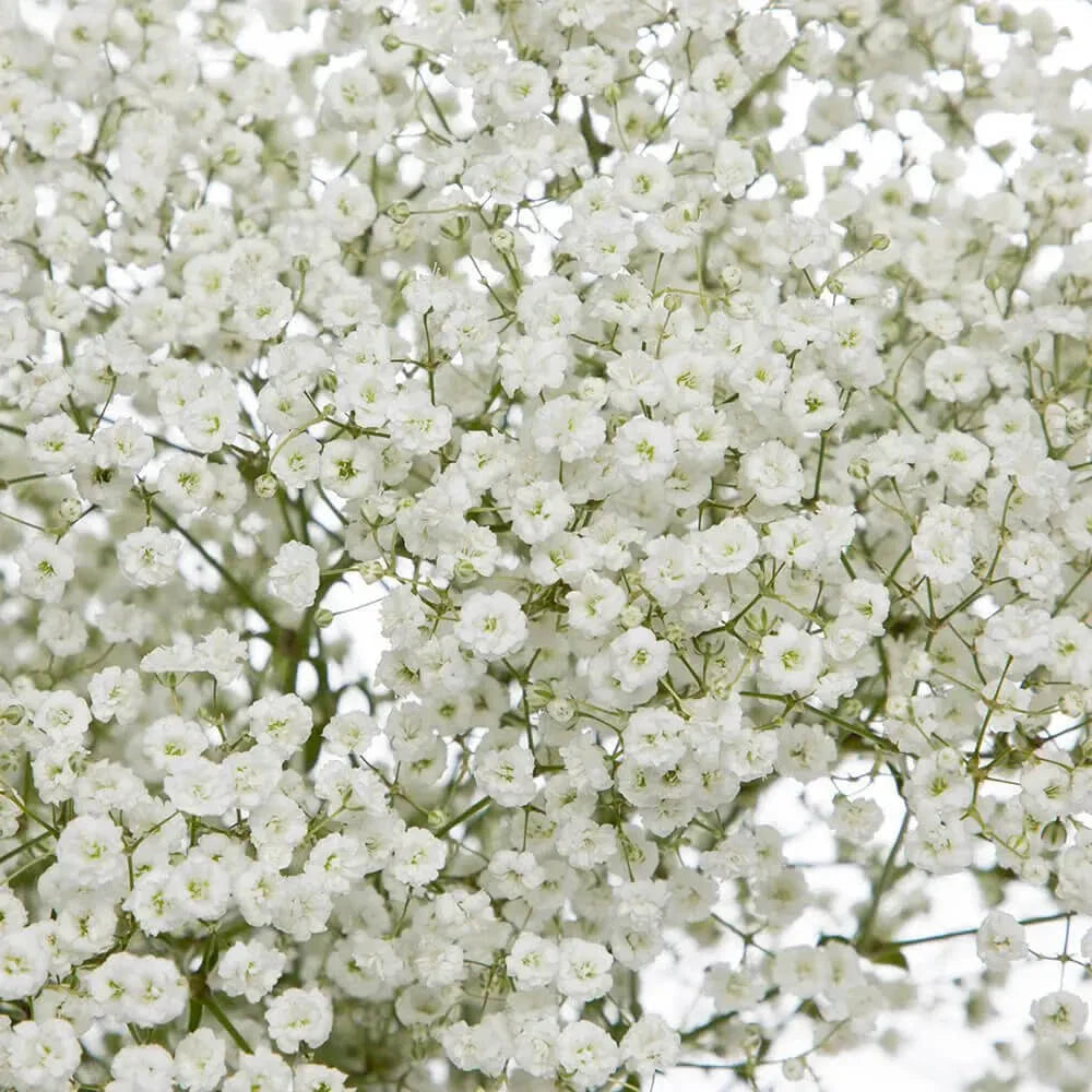 Baby's Breath Seeds | 300 - 6,000 Non-GMO Seeds | Gypsophila elegans | Perfect for Gardens & Bouquets