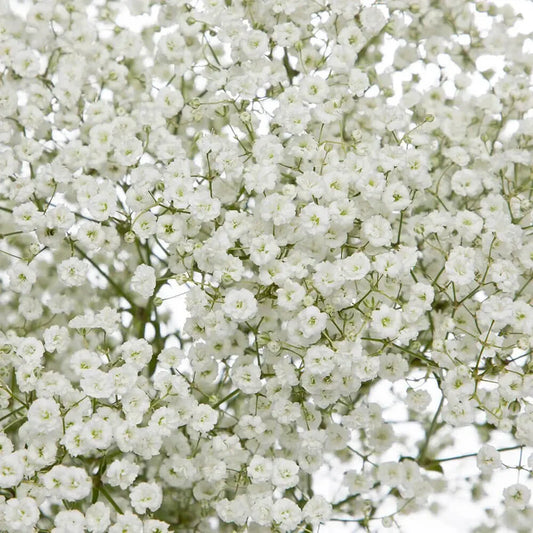 Baby's Breath Seeds | 300 - 6,000 Non-GMO Seeds | Gypsophila elegans | Perfect for Gardens & Bouquets