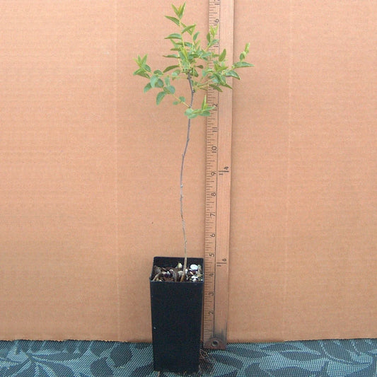 Sour Jujube Rootstock Small Tree Plant for Grafting Fruits - Ziziphus jujuba - Pot Included
