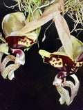 Orchid Plant 2 Rooted Bulbs Stan Oculata Bare Root - Exotic Flowering Houseplant for Home Decor