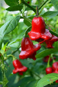 Bishop's Crown Hot Pepper Seeds - 25+ Pack - Heirloom Variety - Capsicum baccatum - Garden Planting, USA