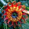 Banksia Ericifolia "Little Eric" Tree Seeds - 5 Lantern Fireworks, Rare Australian Flower Seeds