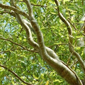 Green Curly Willow Trees - 4 Pack - Fast Growing Exotic Trees - Ideal for Bonsai (Salix matsudana)