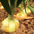 Vidalia Onion Seeds - Yellow Granex Variety for 2025 Planting - Noonday Sweet (Allium cepa)