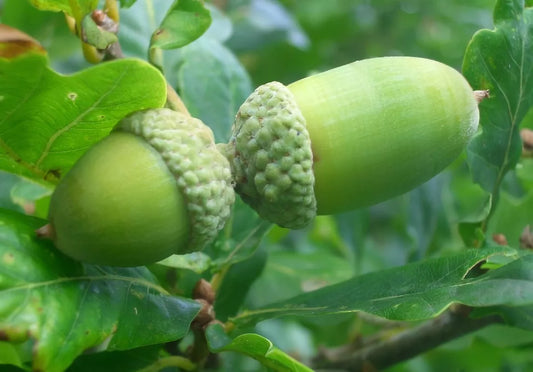 Acorn Seeds - 50 English Oak Acorns - Quercus robur - Mature Height 50-70 Feet - Ideal for Zones 4 to 8