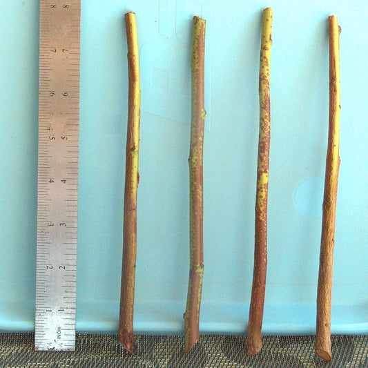 Plum Tree Rootstock Cutting, Semi-Dwarf, No Root, for Scion-Wood Grafting, Prunus domestica