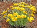 Oregon Sunshine Seeds - 300+ Wooley Sunflower - Native Wildflower for Drought & Poor Soils - Helianthus nuttallii