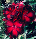 Black Swan Desert Rose Plant - Small Rooted Seedling - Adenium Obesum - 4-6 Inches - Unique Dark Flowers