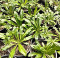 Culantro Seeds - 200+ Seeds, Mexican Coriander, CULANTRO RECAO - Buy 2 Get 1 Free (Add 3 to Cart)