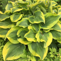 Hosta Atlantis Perennial Plant in 5.25" Pot | Bright Colorful Foliage | Ideal for Shade Gardens | Hosta sp.