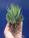 Zebra Plant Succulent - Haworthiopsis attenuata - Hardy Desert Plant - Low Maintenance Indoor/Outdoor Decor
