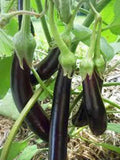 Eggplant Seeds, 500 Count, Long Purple Heirloom, Non-GMO, Garden Seed, Solanum melongena