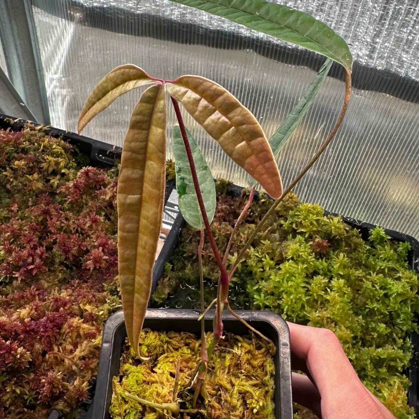Anthurium Cutucuense Stem Cutting - Rooted Aroid Plant - Unique Ecuador Variety - Tropical Houseplant