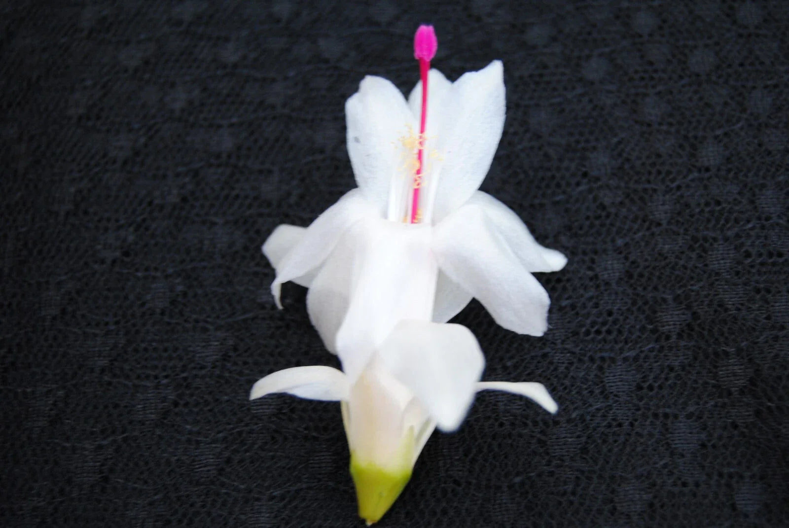 Christmas Cactus Starter Plant - Polar Dancer - Schlumbergera Truncata - Healthy Well Rooted Small Plant for Home Decor