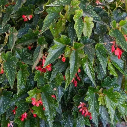Angel Wing Begonia Starter Plant, Lois Burke Variety, Rooted House Plant, Perfect for Indoor Gardening