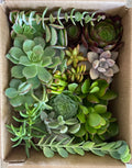 15 Fresh Organically Grown Succulent Cuttings - 15 Varieties - Ideal for DIY Arrangements - Perfect for Crafts