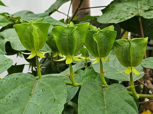 Devils Cotton Seeds for Planting - 30 Pack - Abroma augusta - Rare Flowering Plant Seeds