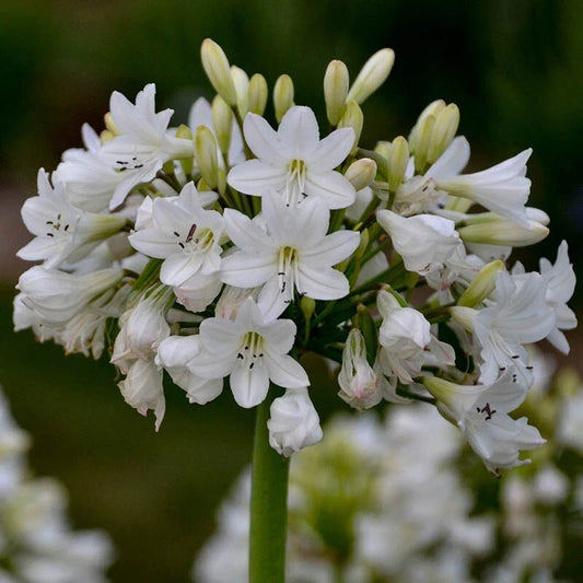 Agapanthus Plants - Galaxy White Variety - Hardy Perennial Flowering Plant - Agapanthus africanus