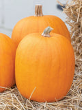 Jack O' Lantern Pumpkin Seeds - 20 Non-GMO Seeds for Planting - Cucurbita pepo