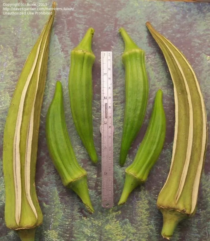 Louisiana Longhorn Cowhorn Okra Seeds - 25+ Heirloom, Non-GMO, Fresh - Abelmoschus esculentus