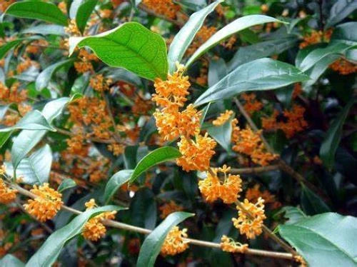 Fragrant Tea Sweet Olive Starter Plant - APRICOT ECHO - Osmanthus fragrans - Rooted Plant