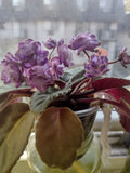 African Violet Cuttings - Optimara Trinidad II - 2 Fresh Unrooted Leaves - Perfect for Propagation