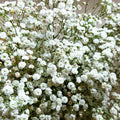 Baby's Breath Seeds - Perennial Gypsophila Paniculata - Ideal for 2025 Planting, White Floral Blooms, Easy to Grow