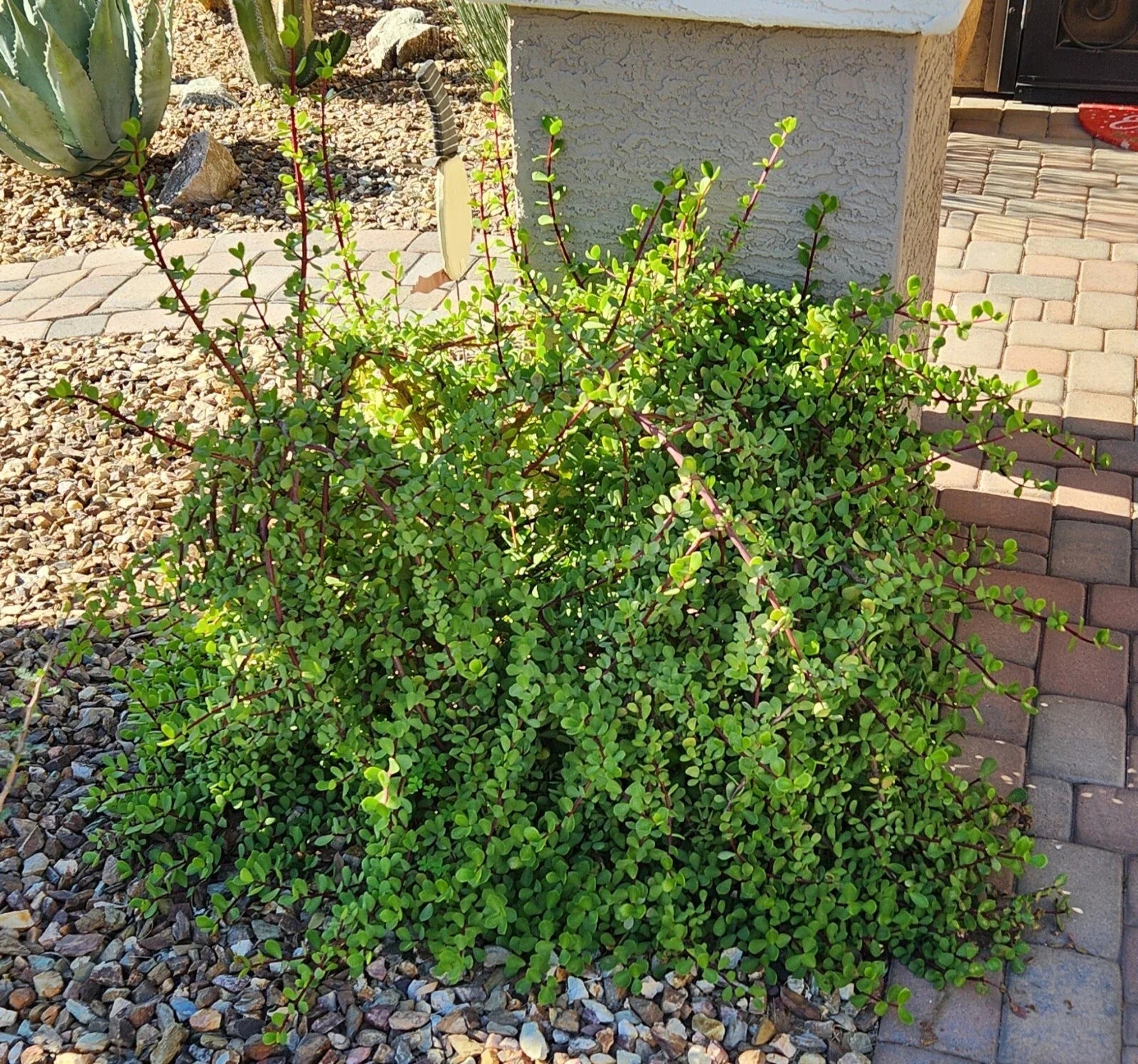 Portulacaria Afra "Mammoth" Elephant Plant Cuttings Lot (5) - Live Succulent, Easy Care, Indoor/Outdoor, Great for Gifts