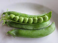 Spring Pea Seeds - Fresh Pea Seeds for Planting - Pisum sativum - Non-GMO, Heirloom, Free Shipping