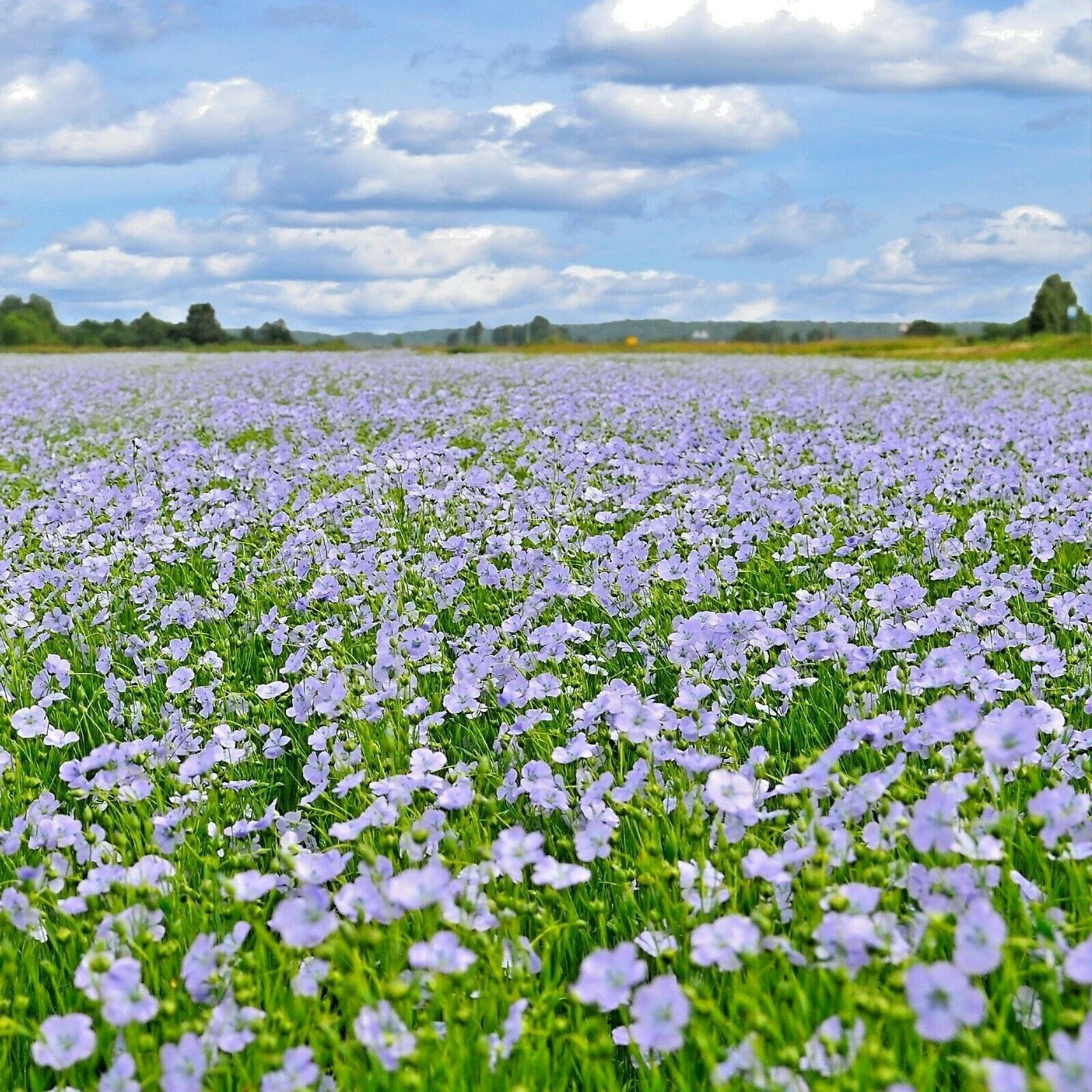 Blue Flax Seed - 1001+ Seeds - Native Wildflower Perennial - Cold & Drought Tolerant for Summer Garden - Linum lewisii