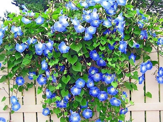 Blue Morning Glory Flower Seeds - 40+ Climbing Flowering Vine for Containers - Ipomoea tricolor - Attracts Pollinators