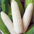 White Corn Seeds - 500+ Non-GMO Heirloom - Organic - Fresh - Truckers Favorite