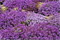 Royal Carpet Sweet Alyssum Flower Seeds - Drought Tolerant Groundcover for Baskets - 1001+ Seeds (Lobularia maritima)