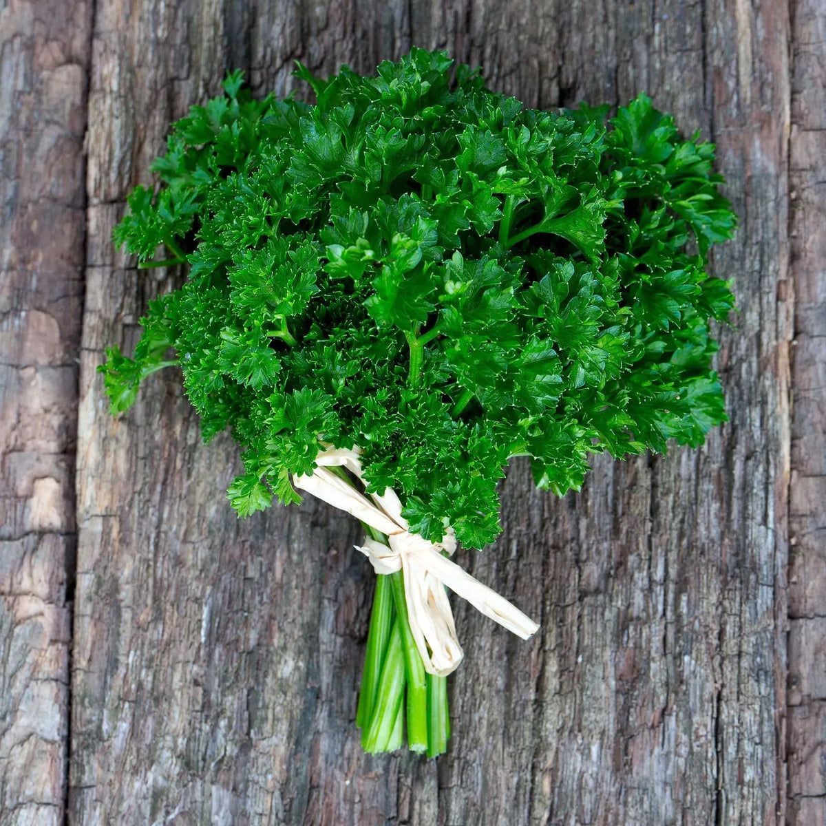 Curled Parsley Seeds, 4000 Count, Non-GMO Heirloom, Petroselinum crispum, Free Shipping