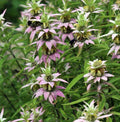 Bee Balm Seeds - 300 Non-GMO Spotted Variety for Pollinators - Attract Bees & Hummingbirds (Monarda punctata)