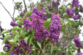 Congo Lilac Starter Plant - Small 4-8” Well Rooted Syringa Vulgaris - Fragrant Flowering Shrub for Garden or Landscape