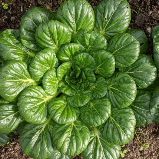 Tatsoi Mustard Green Seeds - Asian Greens Variety for 2025 Planting - Brassica rapa subsp. niposin