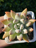 Rare Succulent Plant 2.75-Inch Pachyphytum Moon Silver (Pachyphytum 'Moon Silver') - Healthy Live Rooted Plant