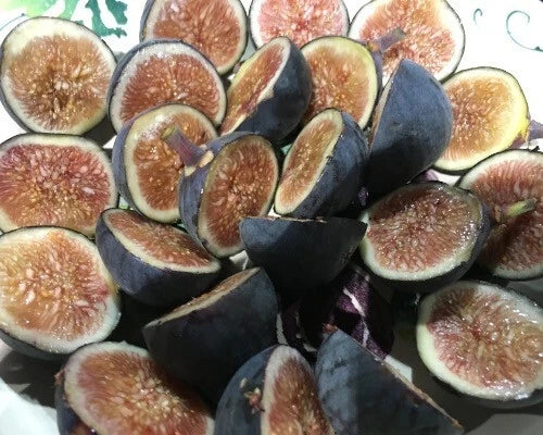 Black Mission Fig Starter Plant - Ficus carica - Live Well Rooted Fig Tree for Home Garden