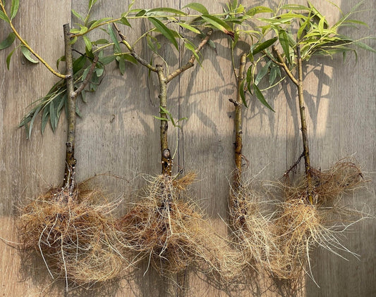 Black Weeping Willow Cuttings - Salix Nigra Rooted Trees for Pre-Bonsai