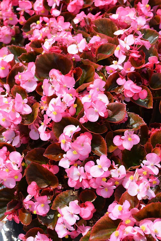 Begonia Seeds - 1000 Count - Cocktail Gin Variety - Begonia spp.
